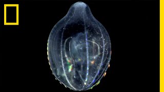 クシクラゲ 海を漂うネオン | ナショジオ