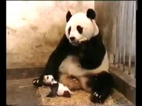 Hapşıran yavru panda annesini yerinden hoplattı