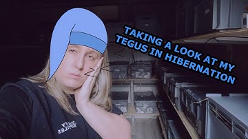 How I check my tegus do well in hibernation(brumation)?!