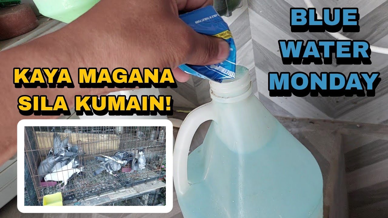 BLUE WATER, EFFECTIVE PANG FLUSHING NG KALAPATI NATIN! NORTH RACE MALAPIT NA MAGSIMULA!