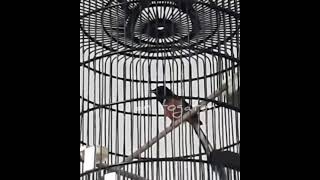 Download Lagu murai ropelan rasa trucuk MP3