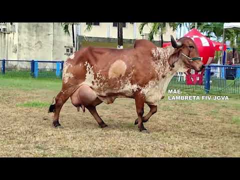 LOTE 32 ESTRIA FIV MONTROSS JGVA