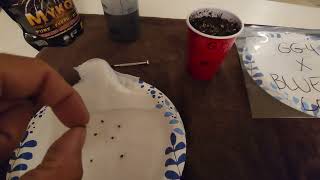 GRAPE DUMPLIN'S (GG4 X BLUE COOKIES) GROW-PART 2