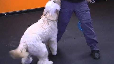 D O G DVD Segment THE DROP IT CUE