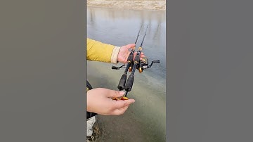 Cần câu máy Ikada 2 khúc siêu dẻo câu cá dìa tráp nâu biển siêu nhạy #fishing #shorts