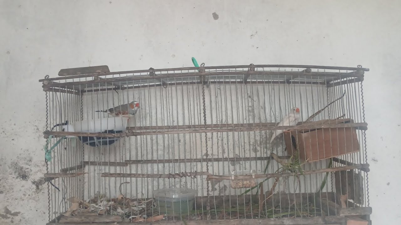 ATUALIZAÇÕES DOS MANDARIM VEJAM