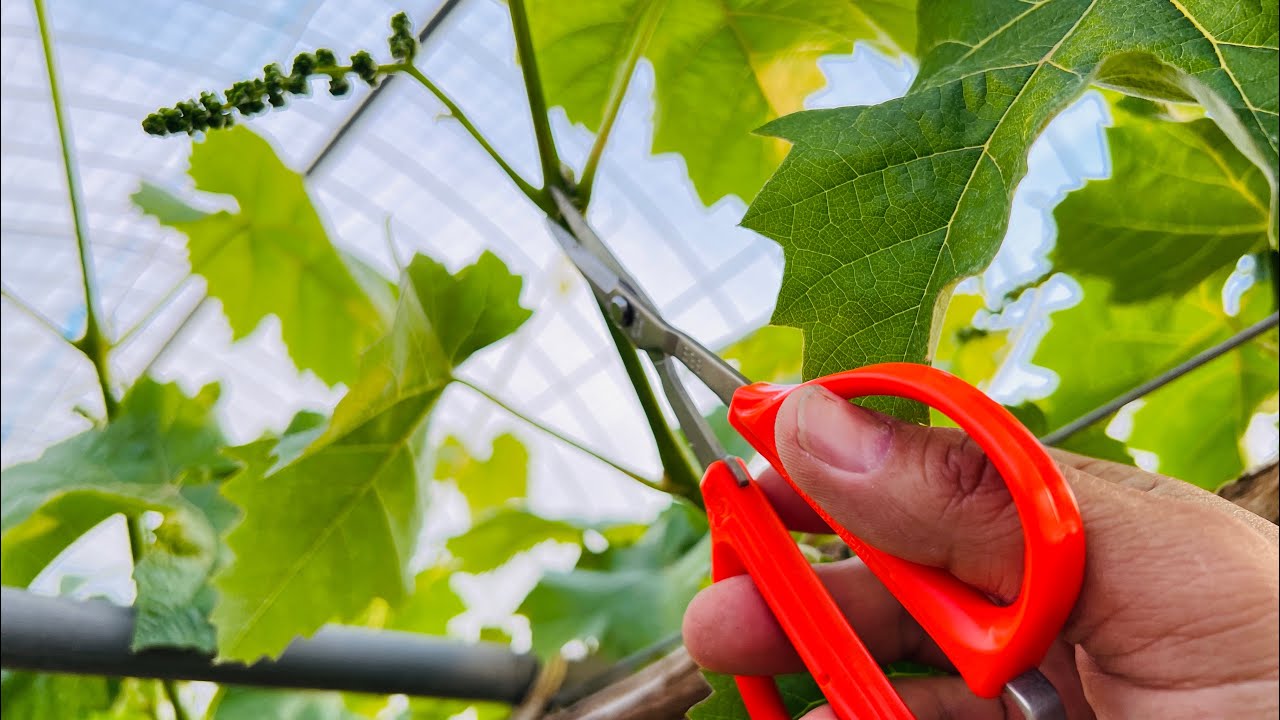 シャインマスカット芽かき、摘房のコツ　2022/05/04