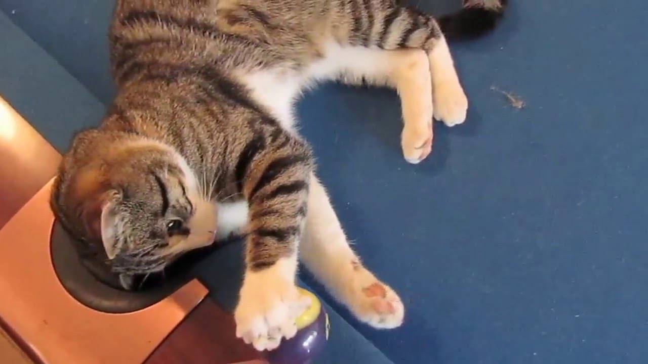 Cats playing pool! YouTube
