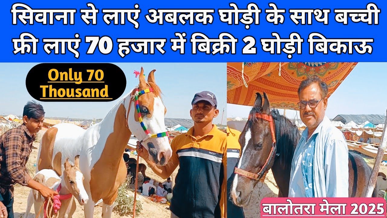 पोलाराम जी लाएं 70 हजार में बिक्री वाली 4 घोड़ियां अबलक घोड़ी के साथ बच्ची फ्री। Balotra Mela 2025