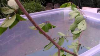 Cute fuzzy caterpillars: a type of monkey moth (Palirisa cervina)