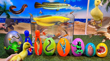 Tổng hợp video cá cảnh đẹp, động vật dễ thương, cá rồng titan, khủng long, cá betta, cá hổ