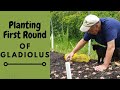 Planting The First Gladiolus!