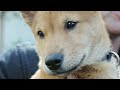 LAPD receives Jindo pups for police training
