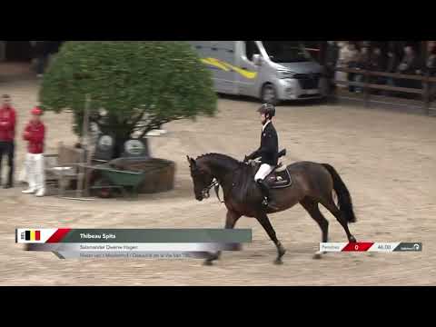 Thibeau Spits and Salamander Dwerse Hagen - Stallion Competition Lier
