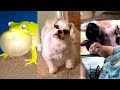 UNUSUAL MEME COMPILATION #1