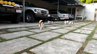 Prestigio Gimbal 3 axis on action ft. Jack Russell Terrier Dogs. by Mello Muñoz 408 views 4 years ago 1 minute, 27 seconds