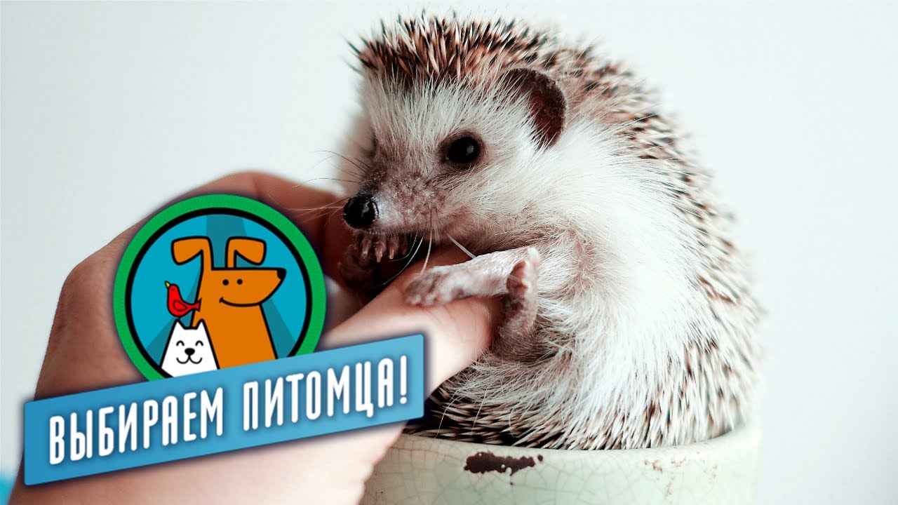 Необычные животные. Выбираем питомца с Алексеем Ягудиным - YouTube