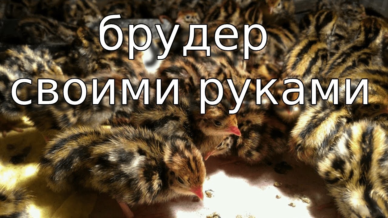 Брудер из сэндвич панелей. - YouTube