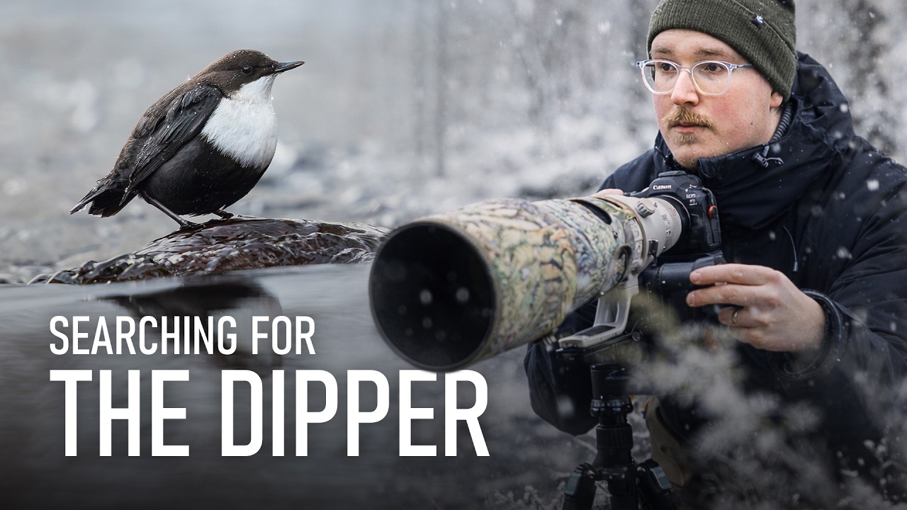 Don't make the same mistake I did... | Winter Wildlife Photography