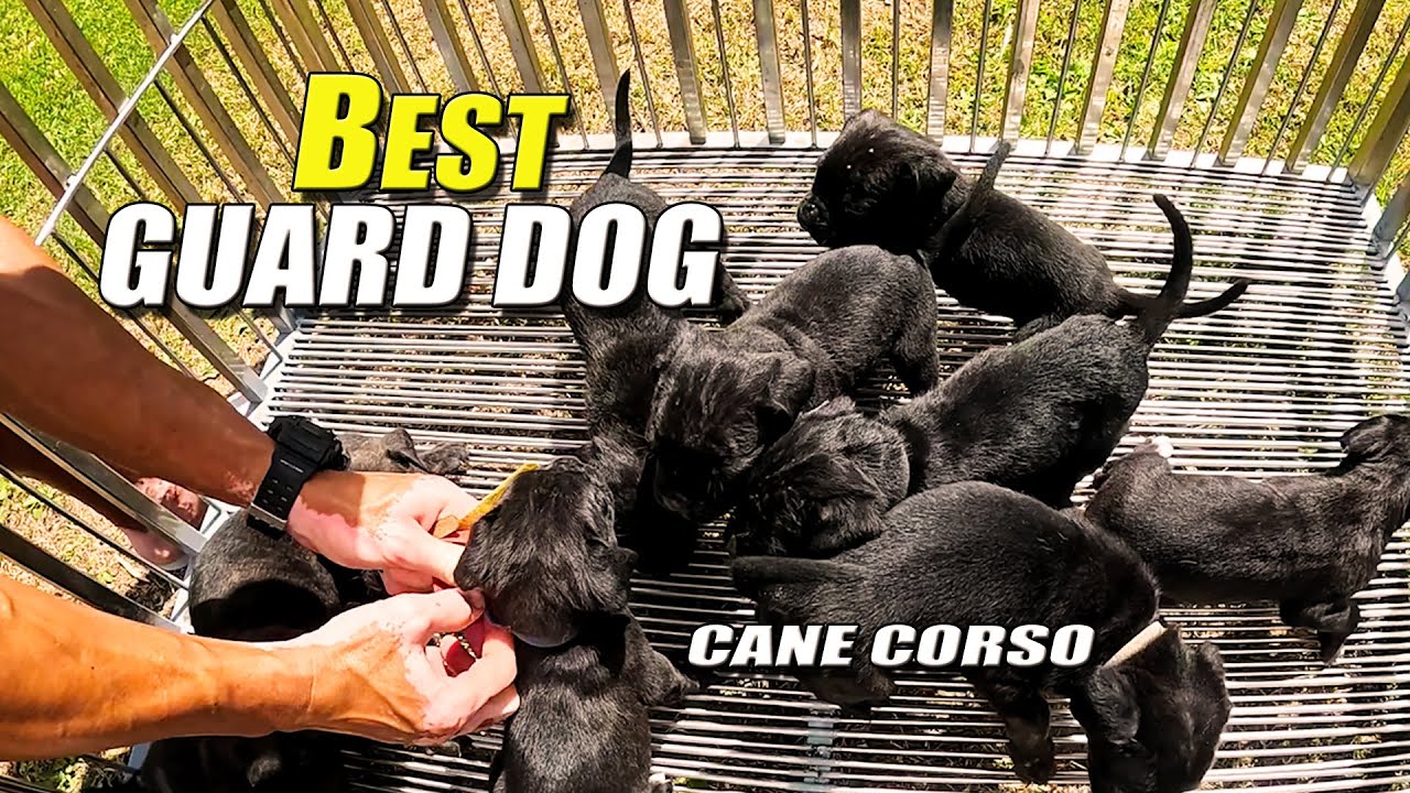 ANG DAMENG NAG-HAHANAP NETO / SA LEGIT BREEDER WALA KANG TALO