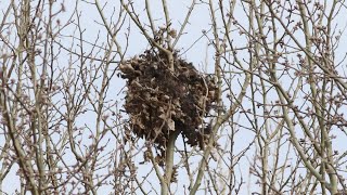 Breaking News| How do squirrels survive in winter? Squirrel life in winter| squirrel nests | wild