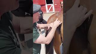 KILLPEN HORSE WITH SPINAL INJURY 🐴 Animal Chiropractor