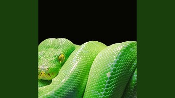 Massive Python spotted in Ballito