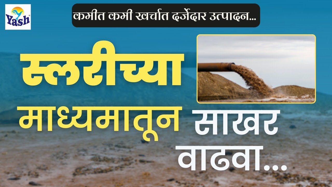 शेवटच्या टप्यात साखर स्लरीच्या माध्यमातून कशी वाढवायची? | गोडीबहार छाटणी 2024