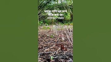 waterhen dahuk bird trap handing.kora bird trap.duck bird trap.
