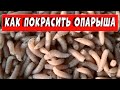 КАК ПОКРАСИТЬ ОПАРЫША В ЛЮБОЙ ЦВЕТ! ОТЛИЧНАЯ НАЖИВКА ДЛЯ РЫБАЛКИ!