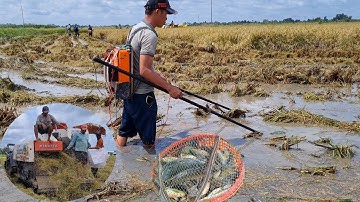 Fishing Fish | Đi Kích Cá Mùa Cắt Lúa Cực Kỳ Vui Cá Rô Cá Trê Vàng Hực | Hương Tràm U Minh
