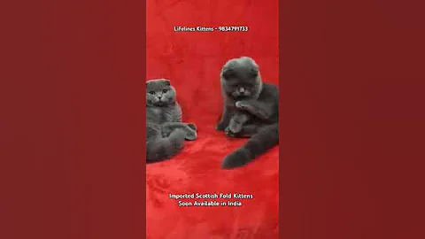 Watch the video about Imported Scottish Fold Kittens Soon Available in #india #scottishfold #mumbai #bengaluru #pune #goa