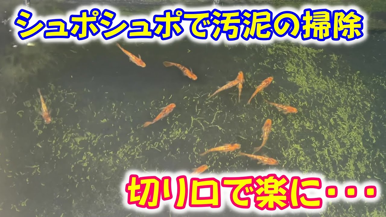 【めだか】灯油のシュポシュポで汚泥掃除が楽に！？　Ｂ型おやじ