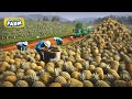 How millions of pineapples are harvested and processed  pineapple farming and production line