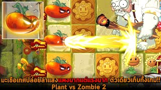 มะเขือเทศปล่อยลำแสงแพงมากแต่แรงมาก ตัวเดียวเก็บทั้งเกม Plant vs Zombie 2