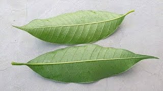 २ ही खुराक में पथरी गलकर पेशाब के रास्ते निकल जाती है//Mango leaf benefits