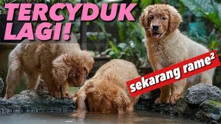 GAWAT! SNOWA NGAJARIN ANAKNYA NGERUSUH!! | THE GOLDEN FAMILY