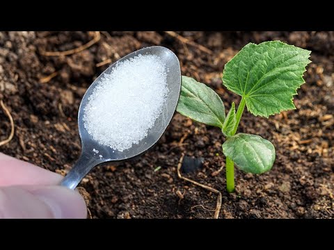 Первая очень важная подкормка огурцов! Сразу пойдут в рост и дадут большой урожай! Полейте этим