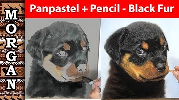Pastel pencil Panpastel drawing dog and black fur