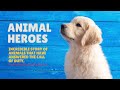 Animal Heroes