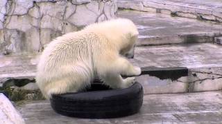 ホッキョクグマのタイヤ遊び~Polar Bear that plays with tire