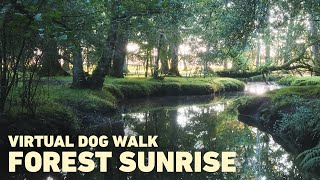 [NO ADS] Dog TV for Dogs to Watch 🐕 Virtual Dog Walk in Ancient Woodland 🌅 Binaural Nature Sounds