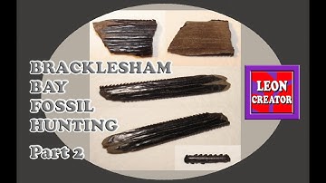 UK FOSSILS - Bracklesham Bay!!! - Part 2 - with Leon Hills - LEON CREATOR