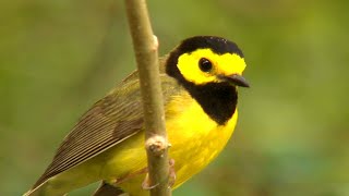 Quinta Mazatlan Nature & Birding Center (Texas Country Reporter)