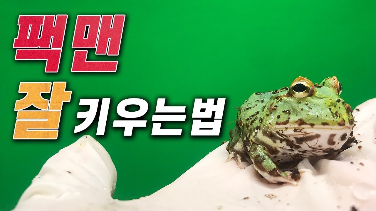 팩맨 개구리 키우기! 사육장부터 먹이까지 어떻게 할까요?