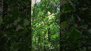 Гидропарк Житомир Лес #nature #forest #summer #goodthing #житомир #Украина