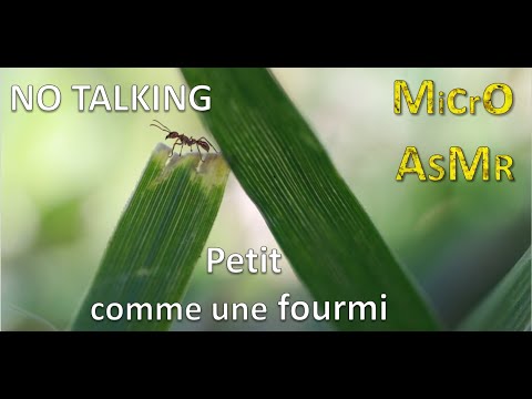 [ASMR] Petit comme une fourmi - No Talking