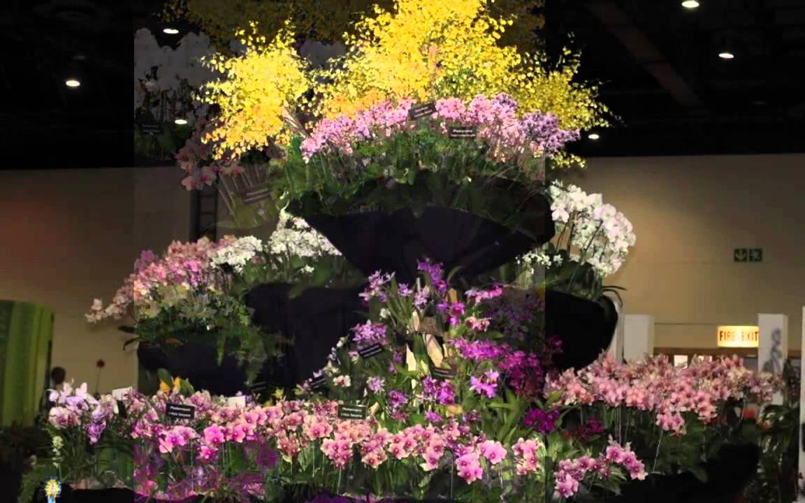 21st World Orchid Conference HD 720p YouTube