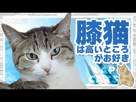 膝猫は高いところがお好き