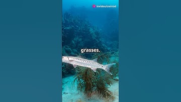 Barracuda The Ocean